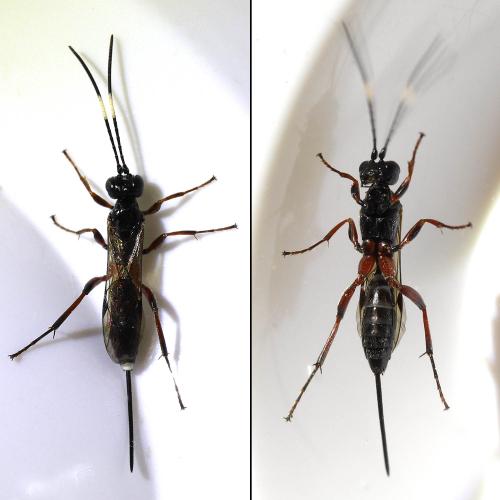 Cryptinae